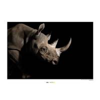 Wandbild Black Rhinoceros