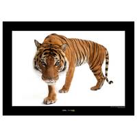 Wandbild Malayan Tiger