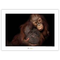 Poster Bornean Orangutan