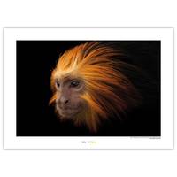 Poster Golden-headed Lion Tamarin