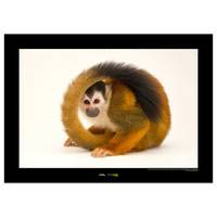 Poster Central American Monkey