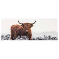 Glasbild Bison in den Highlands