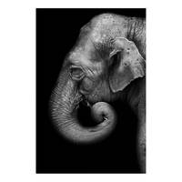 Wandbild Portrait of Elephant