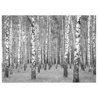 Wandbild Birch Forest