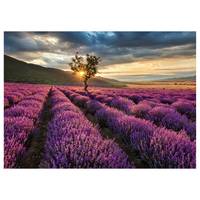 Canvas Lavender Fields