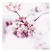 Canvas Cherry Blossom Floral