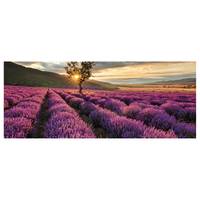 Quadro Lavendelfeld