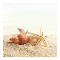 Afbeelding Starfish Shells