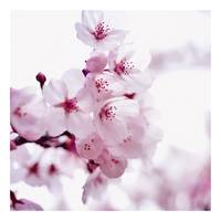 Afbeelding Cherry Blossom