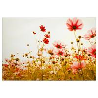 Leinwandbild Flower Meadow
