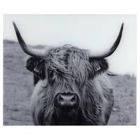 Glazen achterwand Highland Cattle