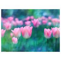 Placemats Roze Tulpen (set van 12)