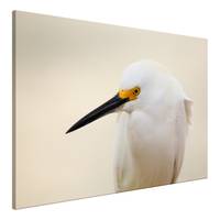 Wandbild Snowy Egret