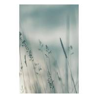 Afbeelding Tall Grasses