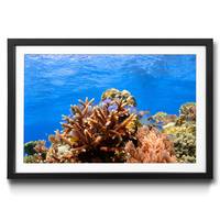 Quadro con cornice Corals Reef