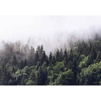 Fotomurale Foresta nebbiosa