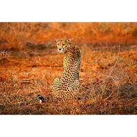 Fotomurale Leopard Safari