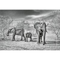 Papier peint Famille d’éléphants
