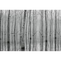 Fotomurale Foresta in bianco e nero