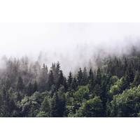 Fotobehang Foggy Forest