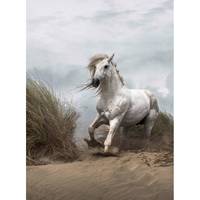 Fotobehang White Wild Horse