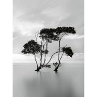 Fotobehang Trees In Still Water