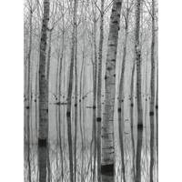 Fotobehang Birch Forest In The Water
