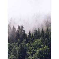 Papier peint Forêt dans la brume