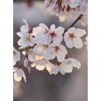 Fotomurale Cherry Blossoms