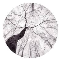 Fotobehang Inside Trees