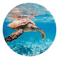 Fotomurale Turtle on Travel