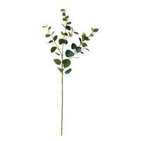 Eukalyptus Zweig FLORISTA