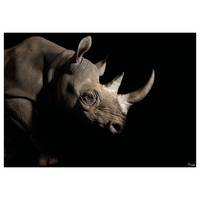 Fotomurale Rhinozeros