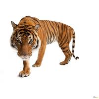 Fotomurale Tiger