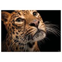 Fototapete Javan Leopard