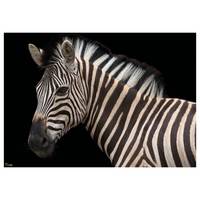 Papier peint Damara Zebra