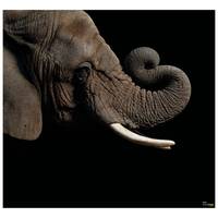 Fotobehang African Elephant