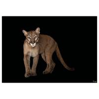 Fotomurale Florida Panther