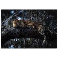 Fotomurale Panthera
