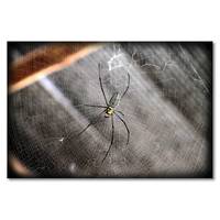 Leinwandbild Beautiful Spider
