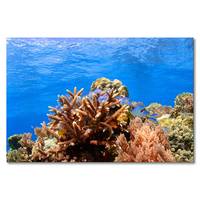 Leinwandbild Corals Reef
