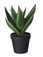 Künstliche Pflanze Aloe