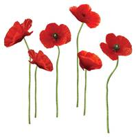 Mohnblumen