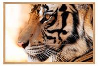 Tableau mural mat encadré tigre de biais