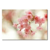 Foto op canvas Cherry Blossoms