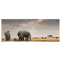Bild Elefanten der Savanne