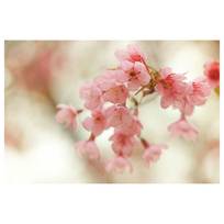 Papier peint en intissé Cherry Blossoms