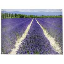 Poster Lavanda
