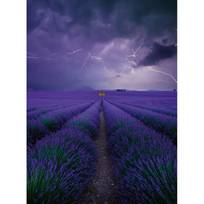 Fotomurale Field of Lavender