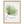 Afbeelding Aquarel Trachycarpus IV